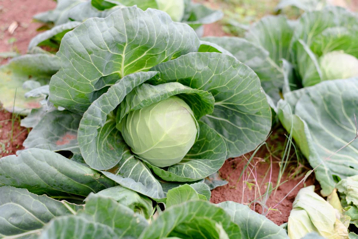 Heads of cabbage
