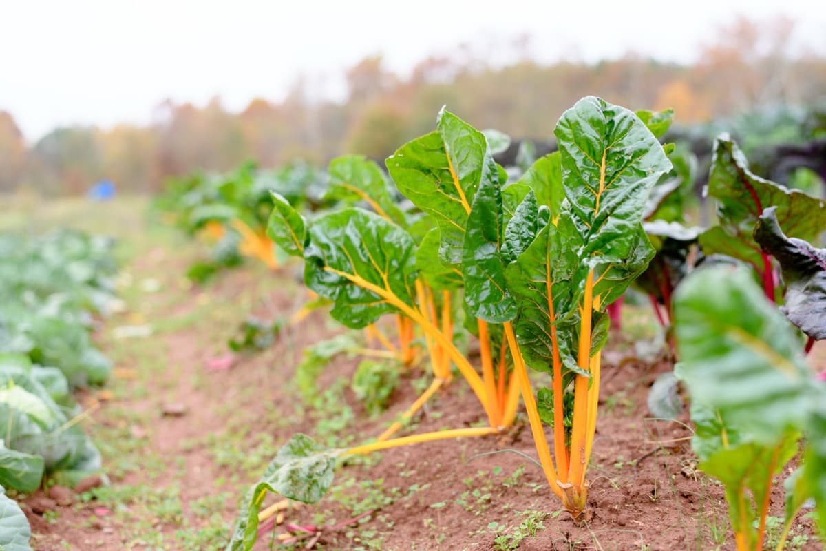 Rainbow chard growing in the field