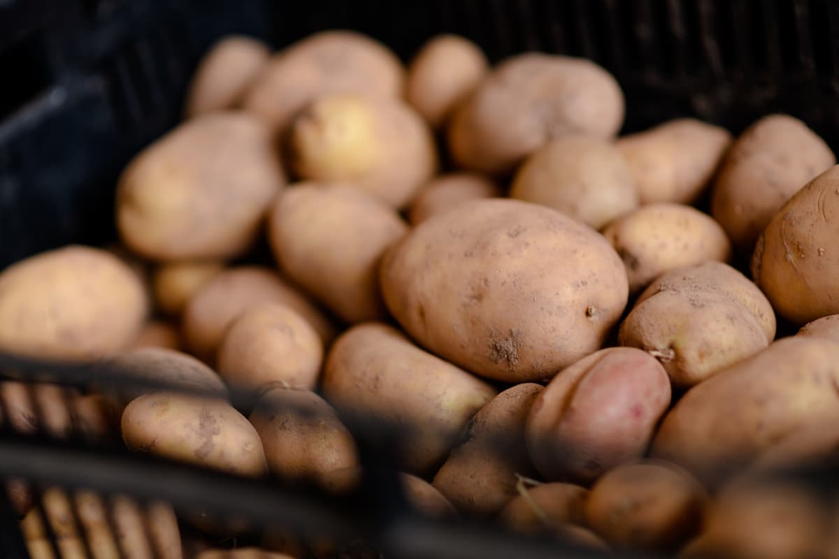 Just-dug potatoes