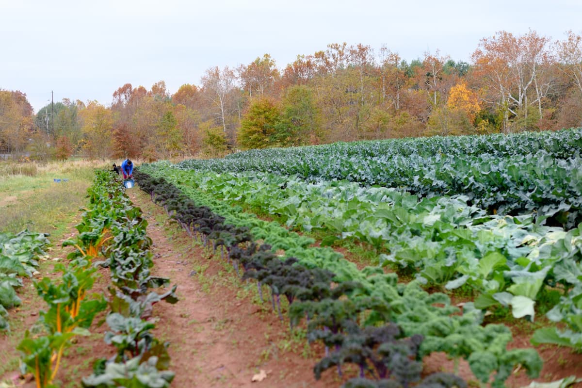 A worker tending the fields